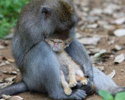 Monkey & The Kitten